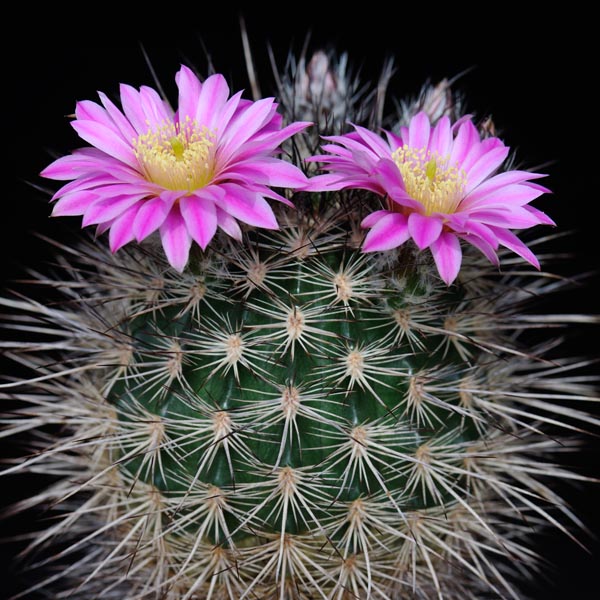 Echinocereus adustus roemerianus, Canatlan, 100 Korn