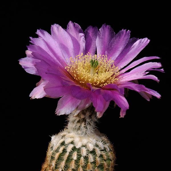 Echinocereus reichenbachii miniature, 100 Korn