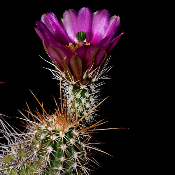 Echinocereus engelmannii, Flagstaff-Page, 25 Korn