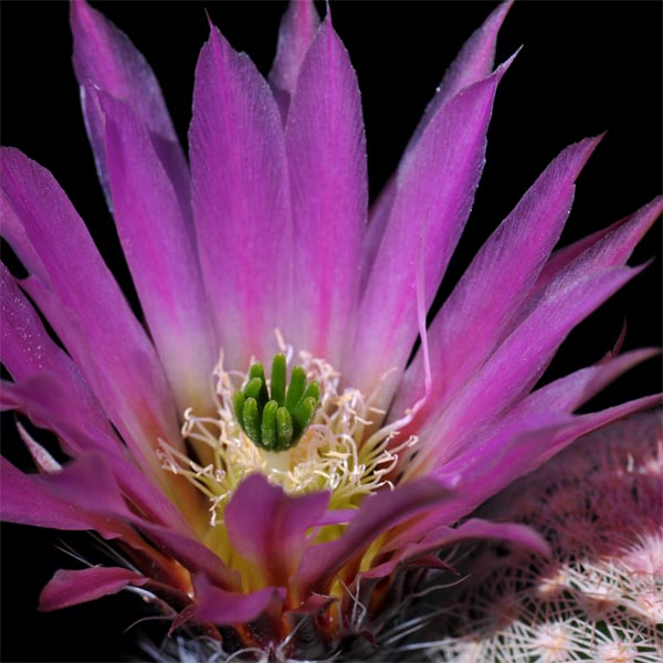 Echinocereus pectinatus, Tierra Blanca, 100 Korn