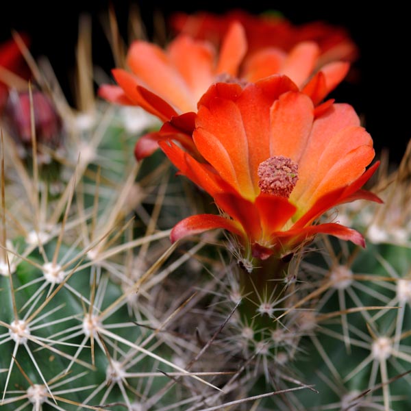 Echinocereus pacificus mombergerianus, Sierra San Pedro Martir, 25 Korn