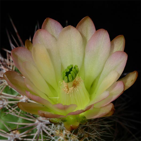 Echinocereus xroetteri, Orogrande, 25 Korn