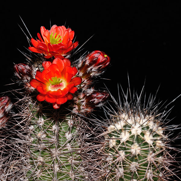 Echinocereus pacificus, San Carlos Canyon, 50 Korn