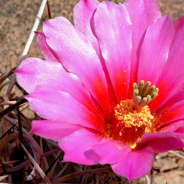 Echinocereus lindsayi, Baja California, 100 Korn