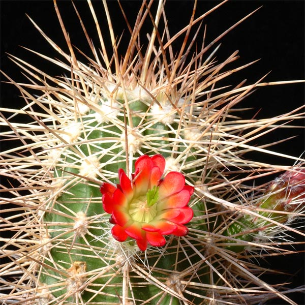 Echinocereus canyonensis, Toroweap Point, 25 Korn