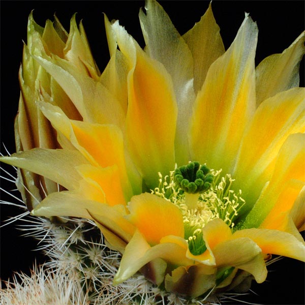 Echinocereus dasyacanthus, Texas, 500 Korn