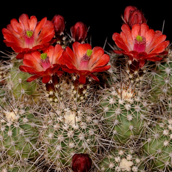 Echinocereus bakeri, Seligman-Kingman, 50 Korn