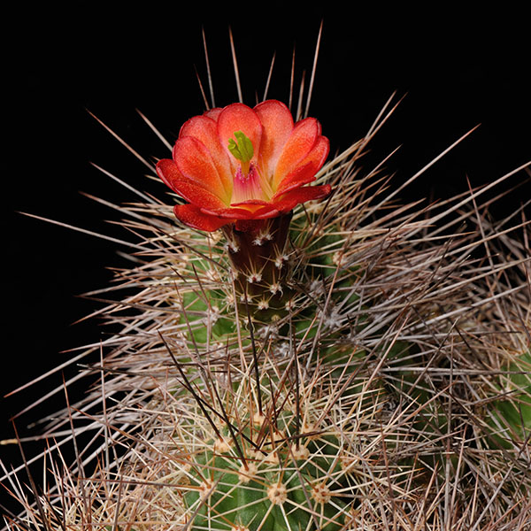 Echinocereus bakeri, Hurricane-Virgin, 25 Korn
