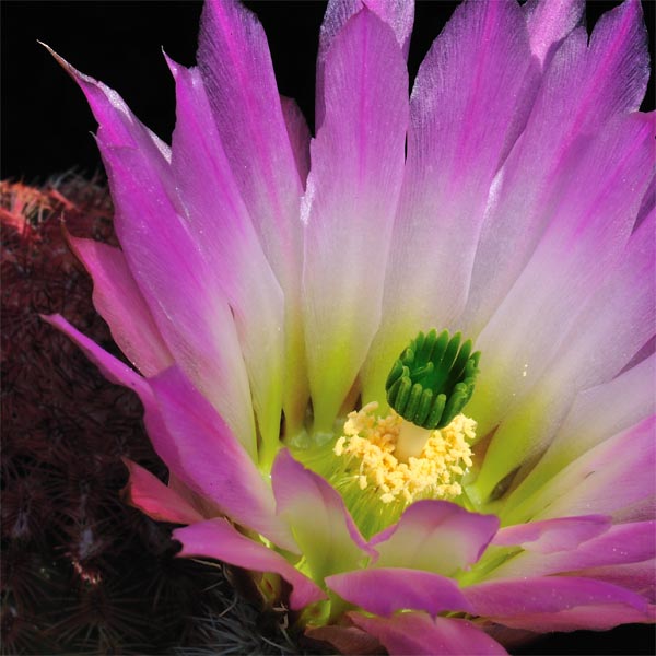 Echinocereus pectinatus, Arbolitos, 100 Korn