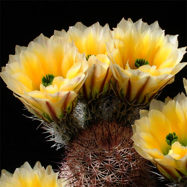 Echinocereus dasyacanthus rectispinus, Alamos de Pena, 25 Korn