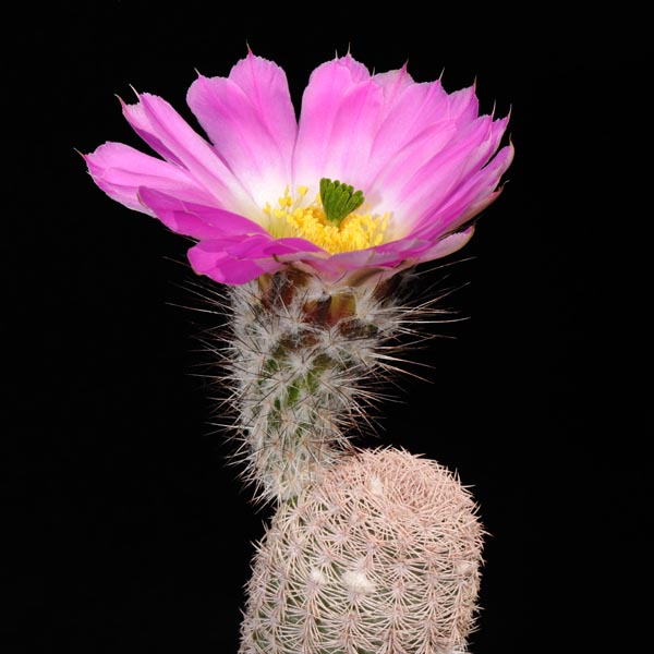 Echinocereus primolanatus, Hundido, 100 Korn