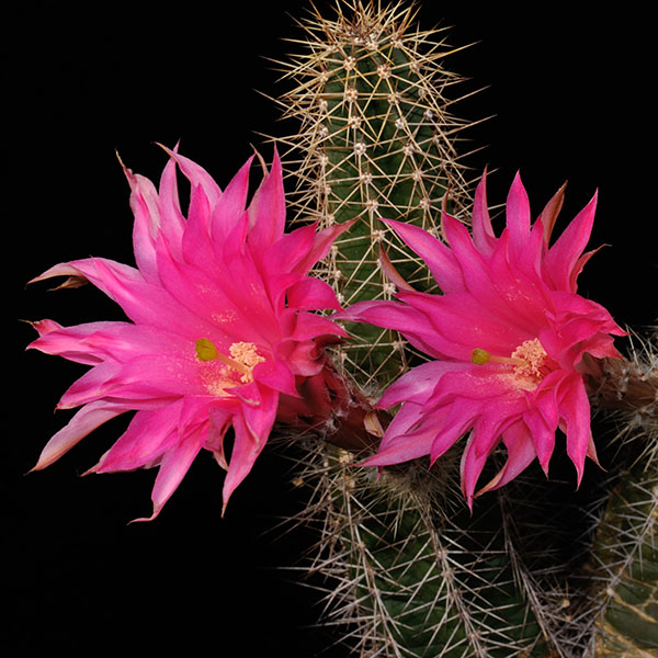Echinocereus scheeri, Estacion Divisadero, 50 Korn