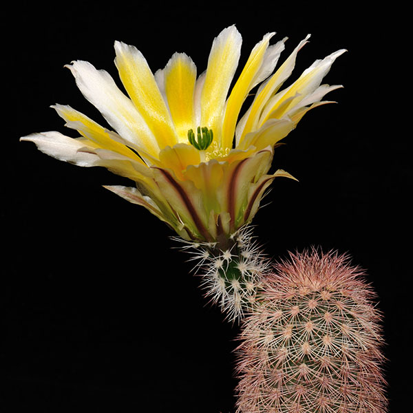 Echinocereus dasyacanthus multispinosus, Coyame, 25 Korn