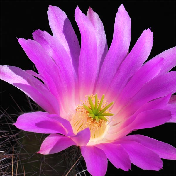 Echinocereus pentalophus leonensis, Las Vigas, 25 Korn