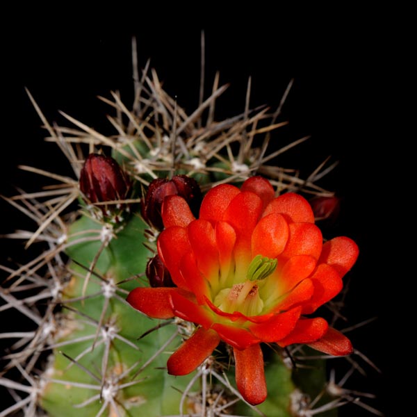 Echinocereus coccineus transpecosensis, Sitting Bull, 25 Korn