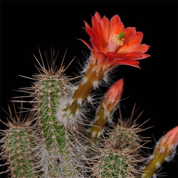 Echinocereus sanpedroensis, Sonora, 100 Seeds