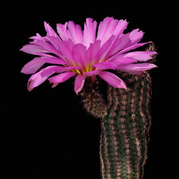 Echinocereus scopulorum pseudopectinatus, Nacozari, 25 Korn