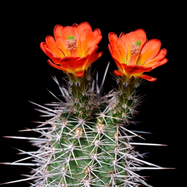 Echinocereus santaritensis, Mt. Lemmon, 50 Korn