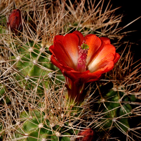 Echinocereus mojavensis, Kayenta, 25 Korn