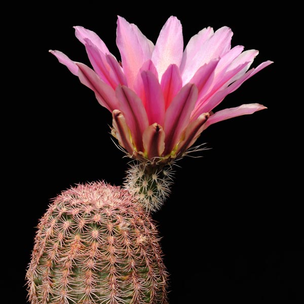 Echinocereus pectinatus, General Trias, bunte Blueten, 25 Korn