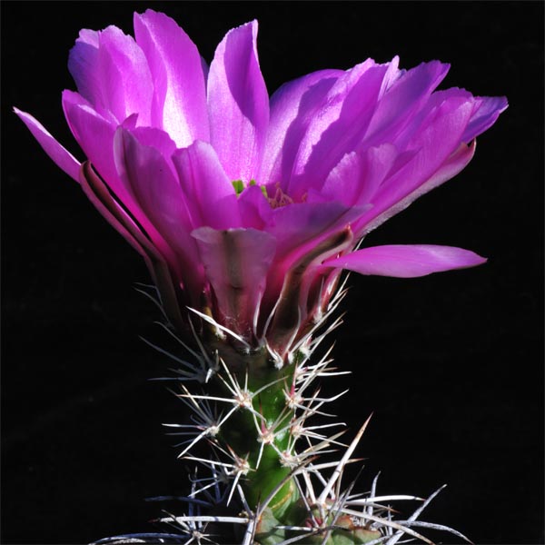 Echinocereus fendleri kuenzleri, New Mexico, 25 Korn