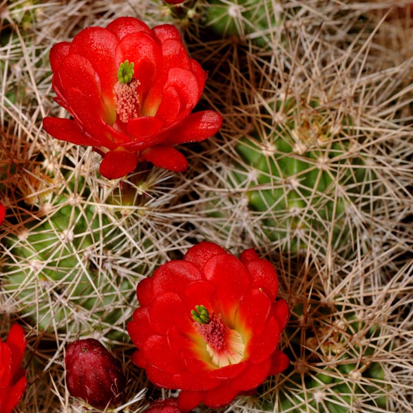 Echinocereus mojavensis, Cisco, 25 Korn