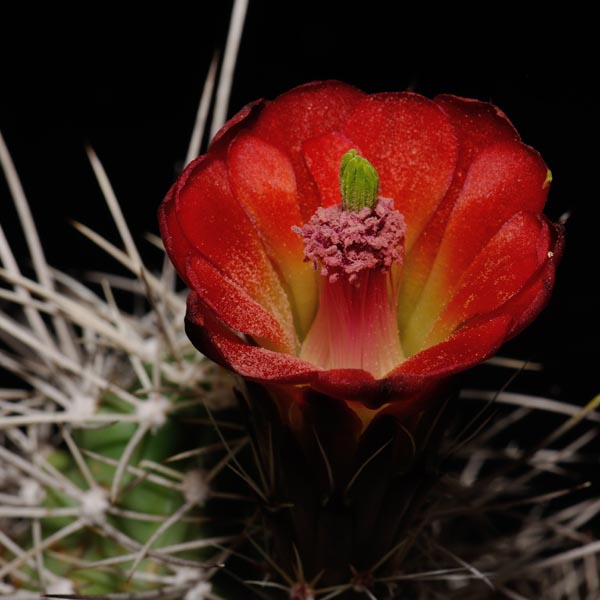Echinocereus mojavensis, Pipe Springs, 25 Korn
