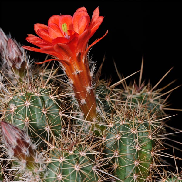 Echinocereus salm-dyckianus, La Junta - Yecora, Km 227, 25 Korn