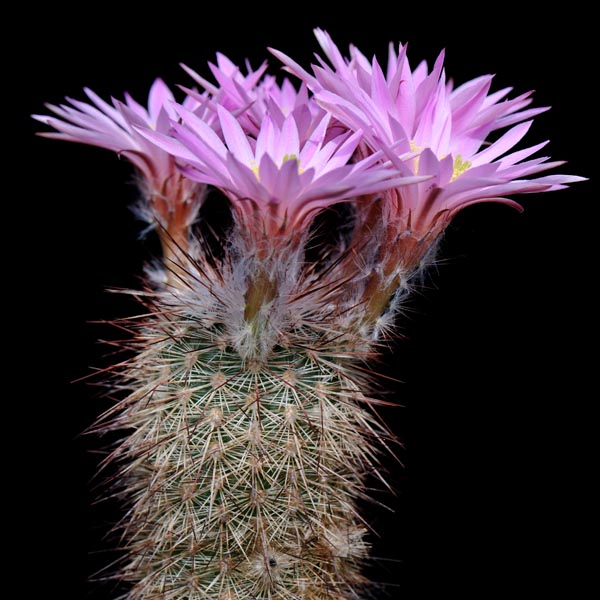 Echinocereus laui, Mexico, Sonora, 25 Korn