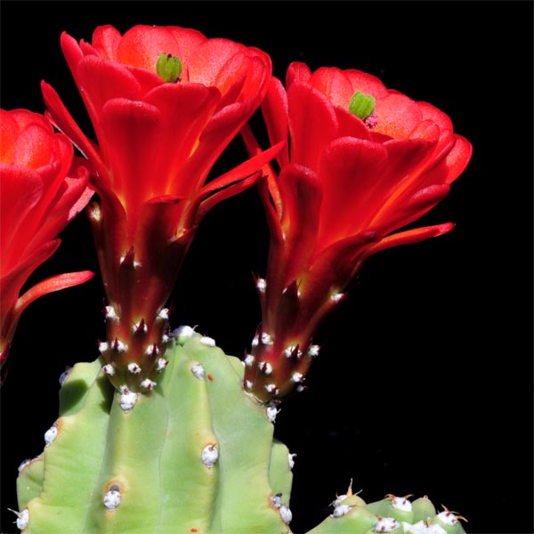Echinocereus mojavensis inermis, Moab, 25 Korn