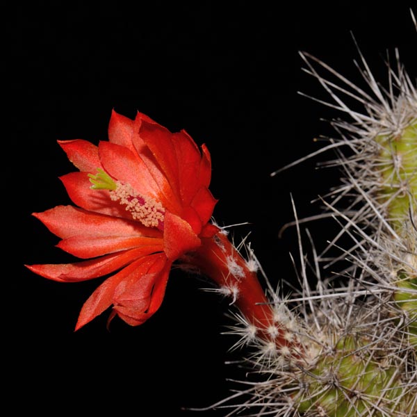 Echinocereus klapperi, El Novillo, 100 Korn