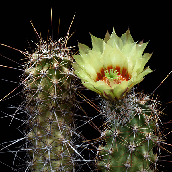 Echinocereus papillosus, Texas, 50 Korn
