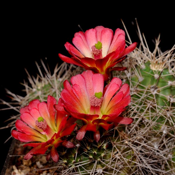 Echinocereus mojavensis, Flagstaff - Page, 100 Seeds