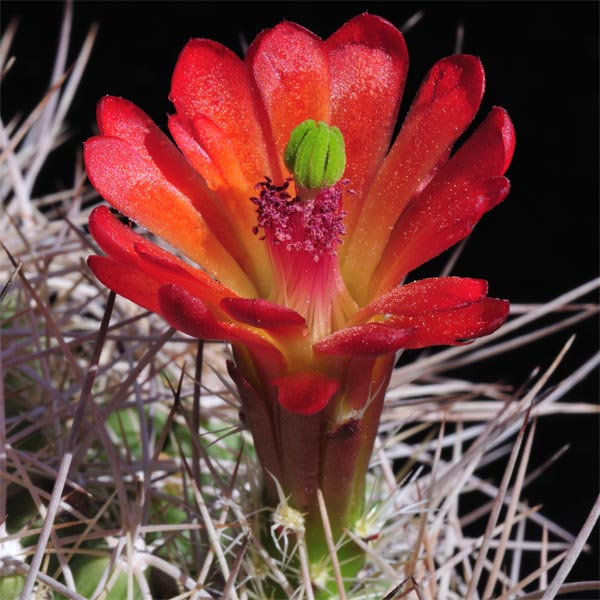 Echinocereus mojavensis, Canyon de Chelly, 25 Korn