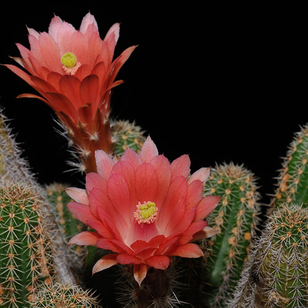 Echinocereus scheeri paridensis, Choix, 50 Seeds