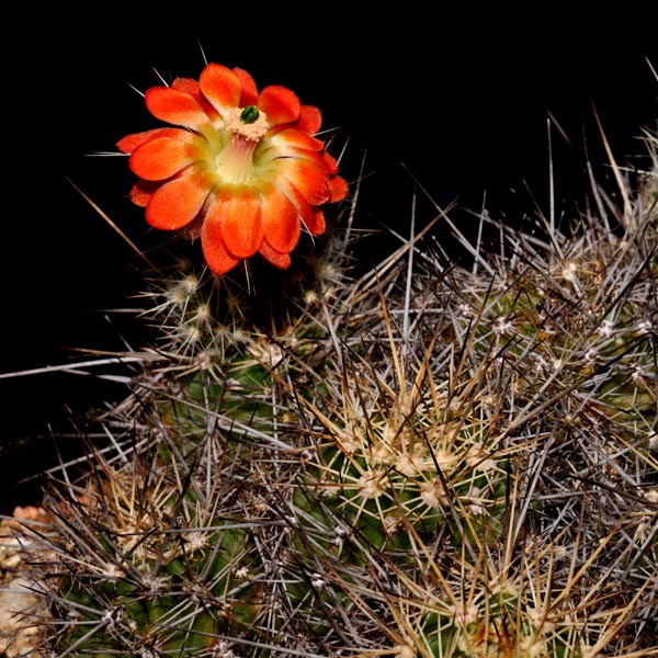Echinocereus polyacanthus, Durango - Mazatlan, Km 55, 25 Korn