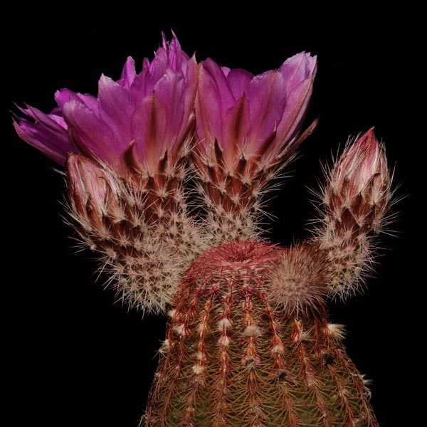 Echinocereus rigidissimus, Hermosillo - San Nicolas, 50 Korn