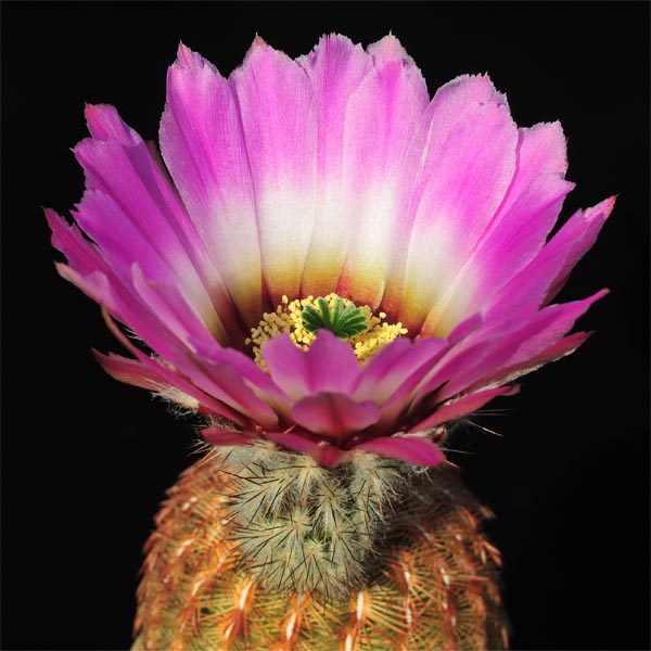 Echinocereus reichenbachii burrensis, Sierra del Carmen, 50 Korn