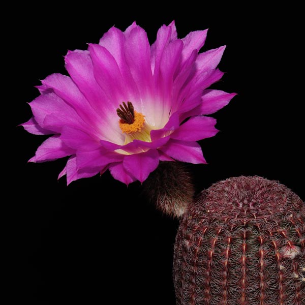 Echinocereus rigidissimus rubispinus, LAU0088, 100 Korn