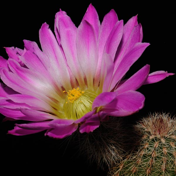 Echinocereus bristolii floresii, Los Mochis, 50 Korn