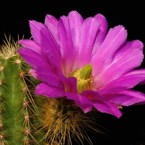 Echinocereus viereckii, Mexico, Tamaulipas, 25 Seeds