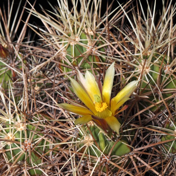 Echinocereus maritimus hancockii, Hipolito, 50 Korn