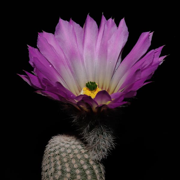 Echinocereus primolanatus, Cuatrocienegas, 100 Korn