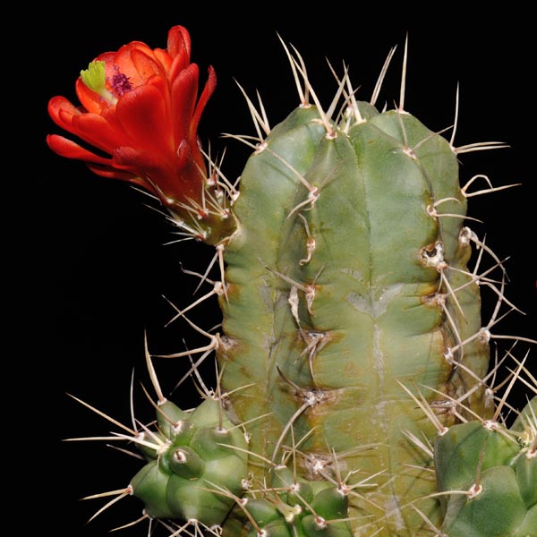 Echinocereus triglochidiatus, Corona, 25 Korn