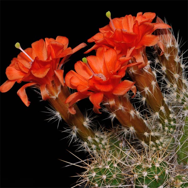 Echinocereus salm-dyckianus, Creel - Divisadero, 25 Korn