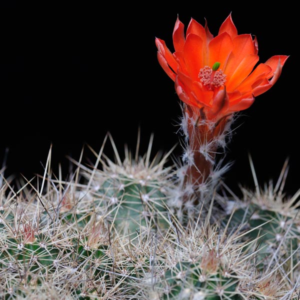 Echinocereus salm-dyckianus, Hueleyvo, 50 Korn