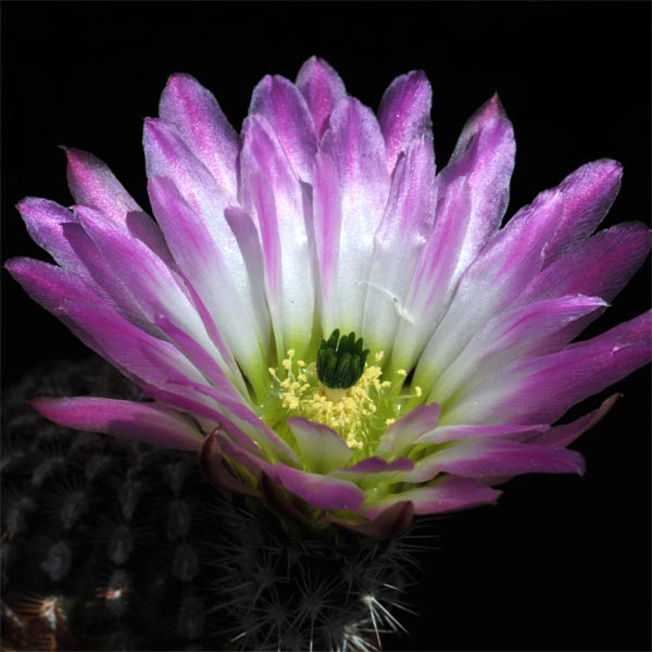 Echinocereus pectinatus, Salinas, 50 Korn