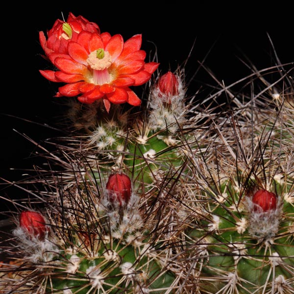 Echinocereus polyacanthus, Guachochic, 25 Seeds