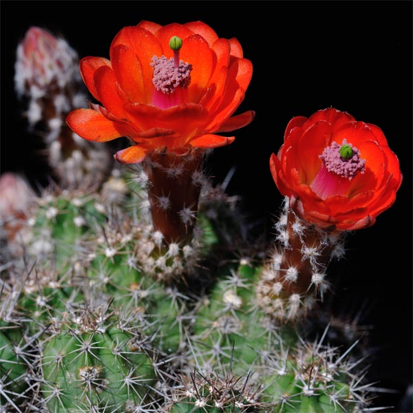 Echinocereus salm-dyckianus, Yecora - San Nicolas, Km 277, 100 Korn