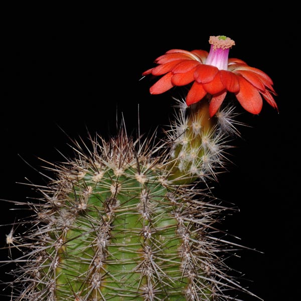 Echinocereus polyacanthus, Cienequita, 500 Korn
